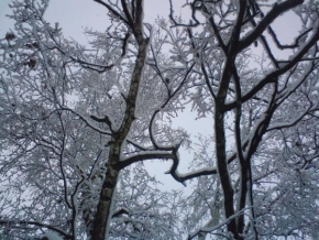 Královna zima - Zasněžené stromy