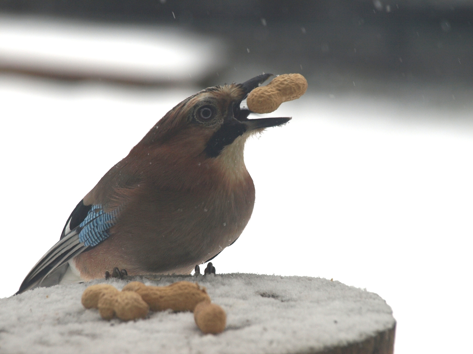 Zima - krmíme ptáčky