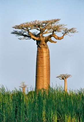 Má nejkrásnější krajina - Krajinu snu s baobaby