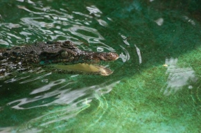 Fotograf roku v přírodě 2009 - Krokodýl1
