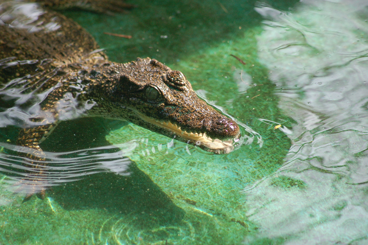 Krokodýl2