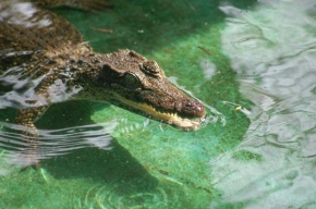Fotograf roku v přírodě 2009 - Krokodýl2