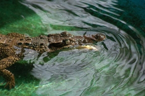 Fotograf roku v přírodě 2009 - Krokodýl3