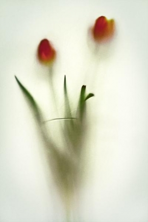 Půvaby květin - Zahalená