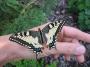 Otakárek fyneklový - Papilio Machaon 2