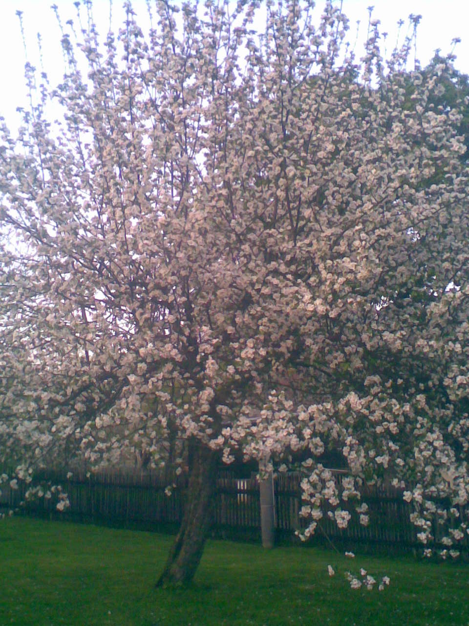 Kvetoucí strom
