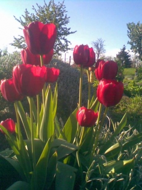 Půvaby květin - Tulipan