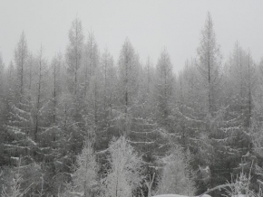 Královna zima - Zima v lese