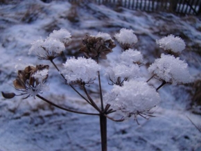 Královna zima - Kvetoucí sníh