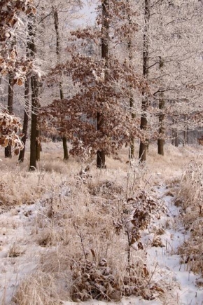 Václav Záděra - Zima v lese