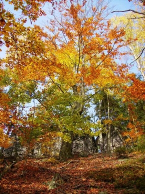 Stromy - Podzim
