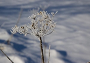 Královna zima - Zimný kvet