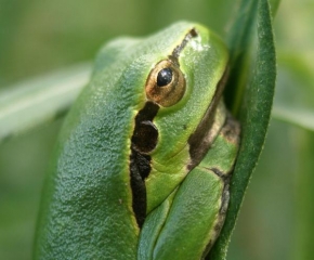 Fotograf roku v přírodě 2009 - Žabka