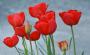 Tulipány