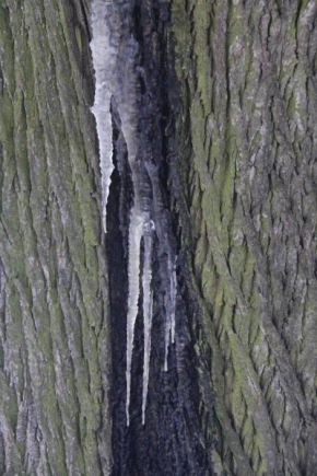 Veronika Vlasáková - Na povrchu stromu