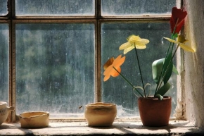 Půvaby květin - Fotograf roku - I papírová květina má svůj půvab
