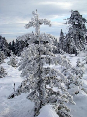 Královna zima - Obalený stromek
