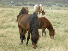 Fotograf roku v přírodě 2009 - Islandští koně