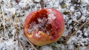 Královna zima - Jablečné vločky