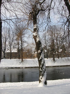 Iva Skulinová - Strom