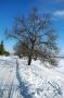 Tomáš Bartošík - Wintertree