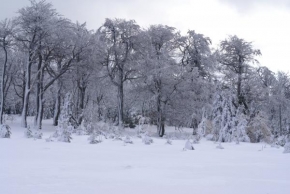 Královna zima - Bílé stromy