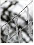 Linie
