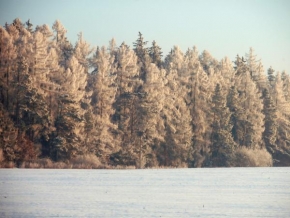Veronika Trnková - Les v zimě