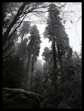 Stromy - V lese...