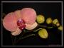 Orchidea