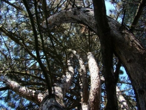 Stromy - Borovice