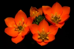 Půvaby květin - Ornithogalum Dubium