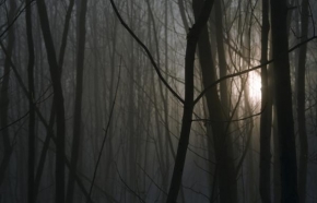 Po setmění - Mlhou v lese
