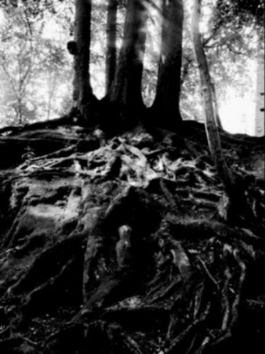 Stromy - Kořeny života