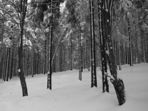 Stromy - Černobílý les