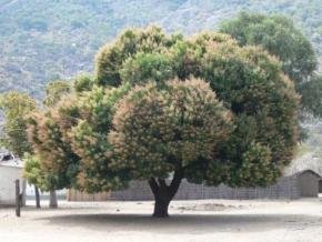Stromy - Nádherně košatý srom