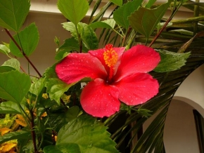 Půvaby květin - Seychellský květ