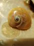 Spirala