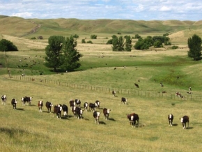 Krásy krajiny - Pastviny na Novém Zélandu