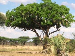 Stromy - Sausage tree, Tanzanie