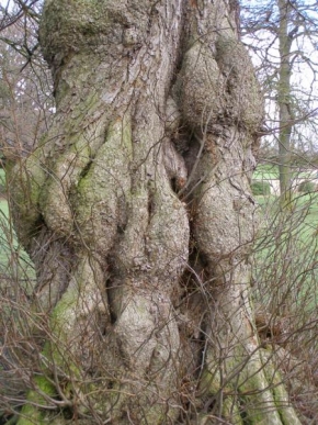 Stromy - Mozole