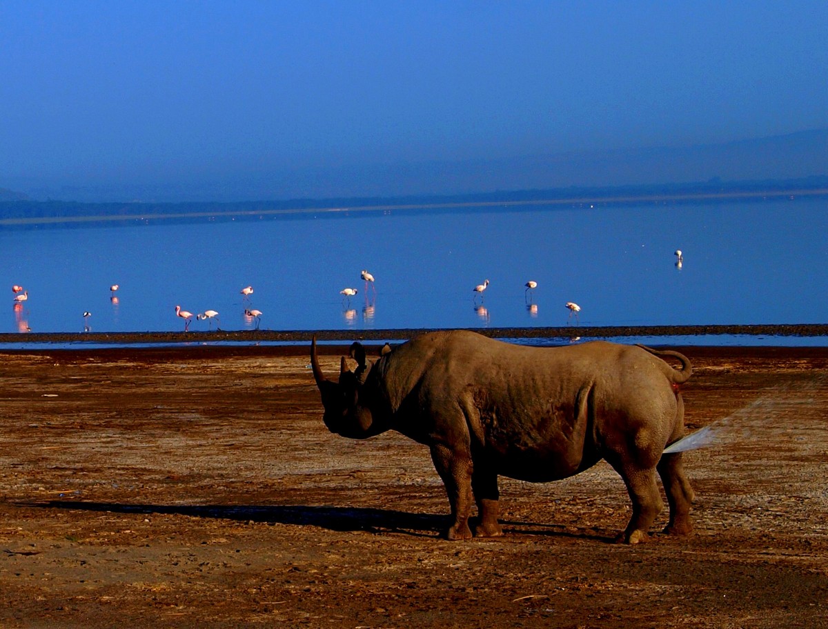 Tryskový nosorožec