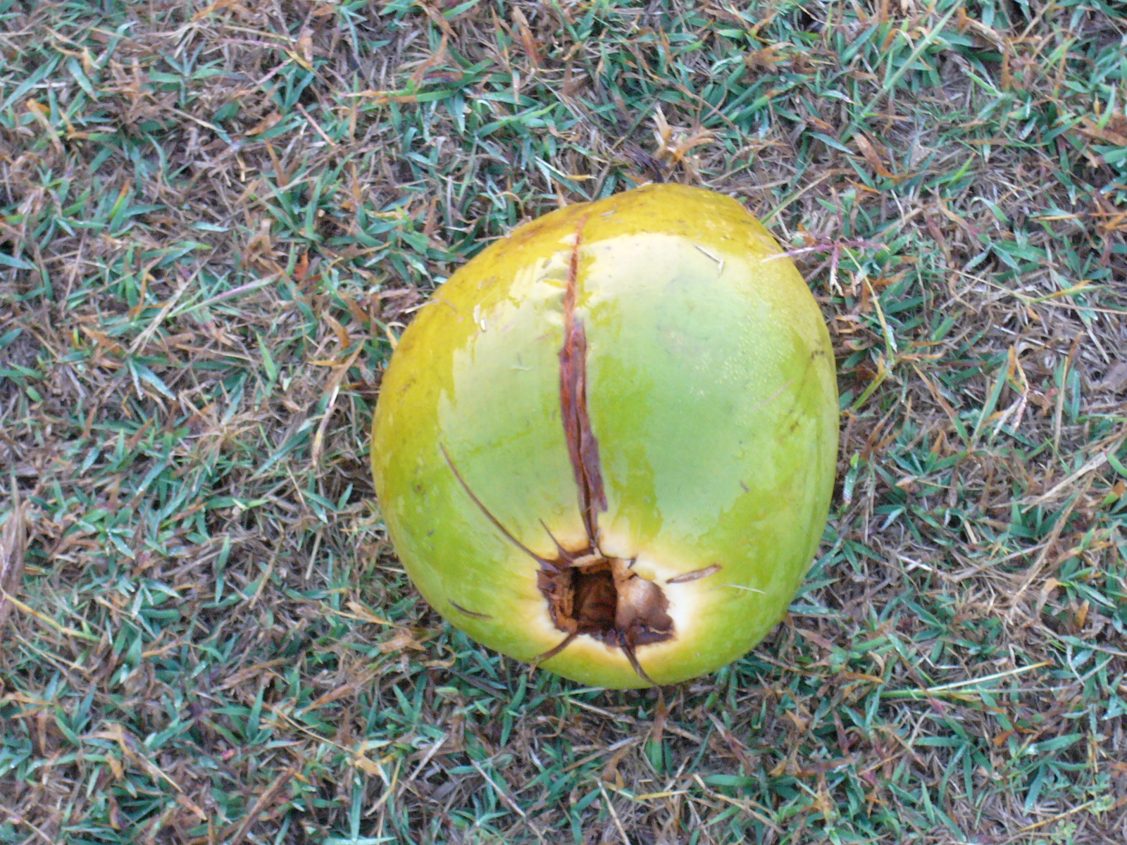 Spadlý kokos