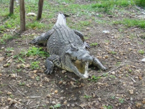 Fotograf roku v přírodě 2009 - Krokodýl