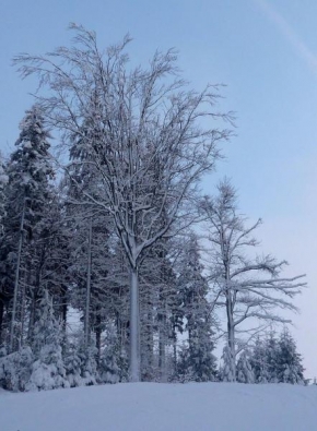 Stromy - Mrazík