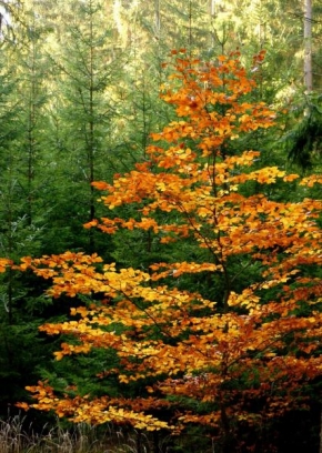 Stromy - Barvy podzimu