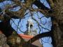 Magnolia-Šácholan