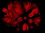 Rododendron