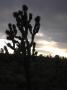 Joshua Tree