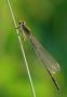 Ischnura elegans